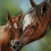 Mare and- Foal