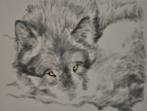 wolf portrait by Kay Witt