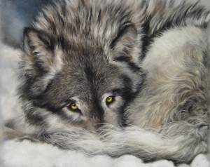 wolf-portrait-watchful-eyes-pic01
